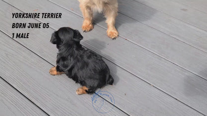 YORKSHIRE TERRIER (JUN 05) MALE
