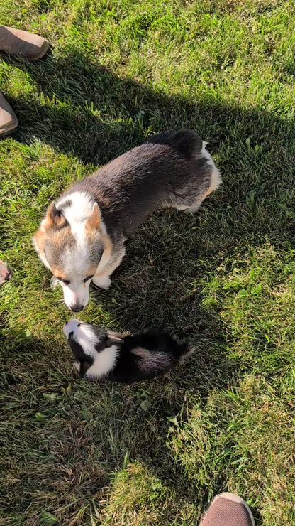 CORGI (AUG 17) 1 FEMALE