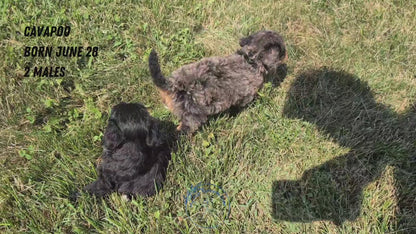 CAVAPOO (06/28) MALE