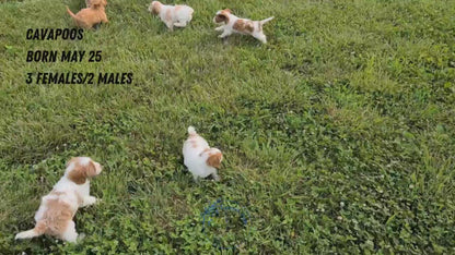 CAVAPOO (MAY 25) FEMALES