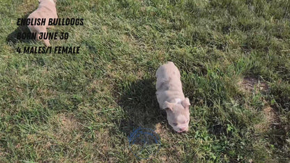 ENGLISH BULLDOG (06/30) MALE