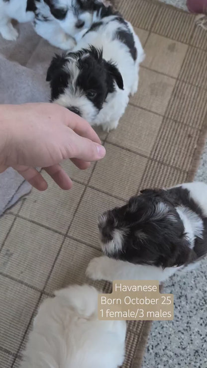 HAVANESE (OCT 25) MALES
