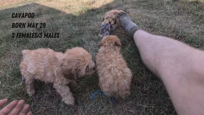 CAVAPOO (05/29) MALE