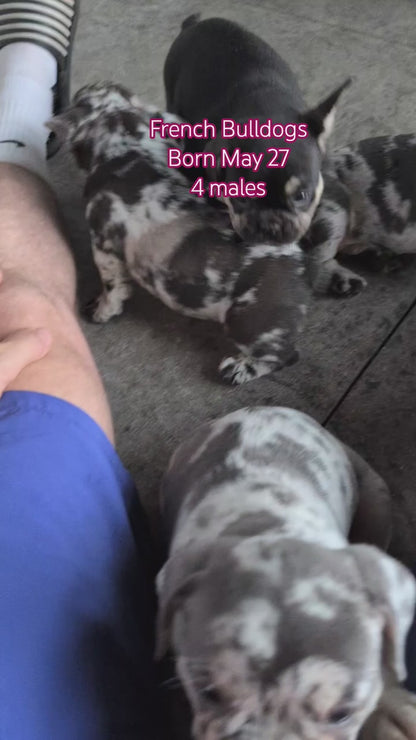 FRENCH BULLDOG (MAY 27) MALES
