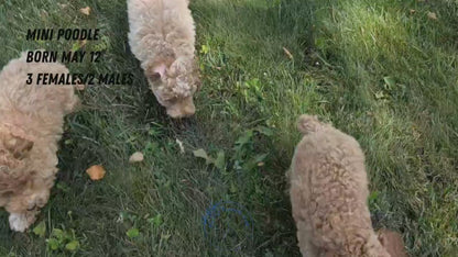 MINI POODLE (MAY 12) MALES