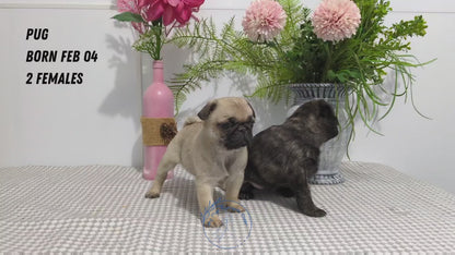 PUG (02/04) FEMALE