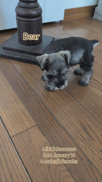 MINI SCHNAUZER (JAN 14) FEMALES