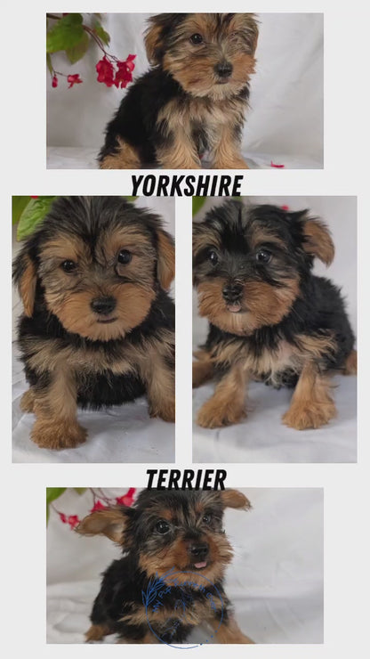 YORKSHIRE TERRIER (06/14) MALE