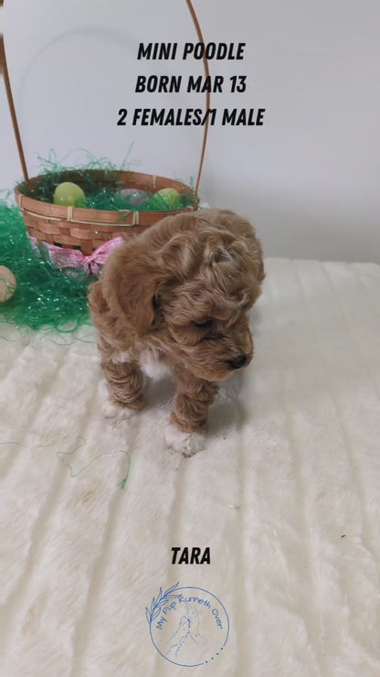 MINI POODLE (03/13) FEMALE