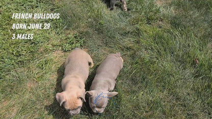 FRENCH BULLDOG (JUN 29) 3 MALES