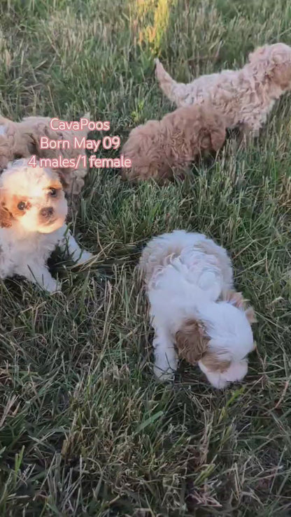 CAVAPOO (MAY 09) MALES