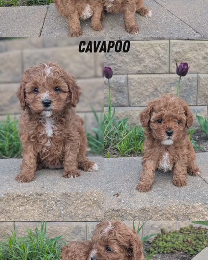 CAVAPOO (03/24) MALE