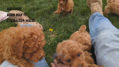 MALTIPOO (03/15) MALE