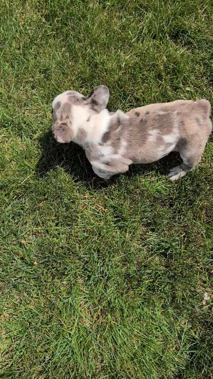 FRENCH BULLDOG (APR 03) FEMALE