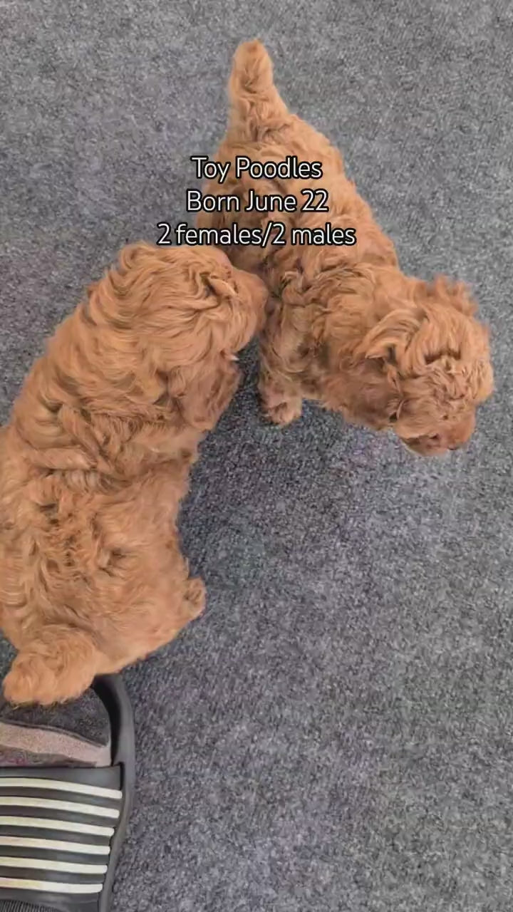 Load video: 