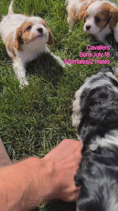 CAVALIER (JUL 18) 3 FEMALES/2 MALES