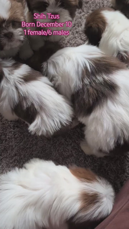SHIH TZU (DEC 10) MALES