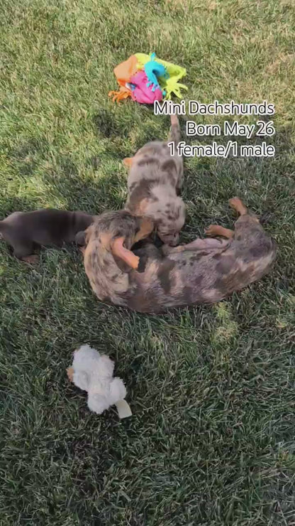 MINI DACHSHUND (MAY 26) FEMALE