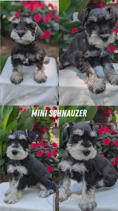 MINI SCHNAUZER (05/29) MALE