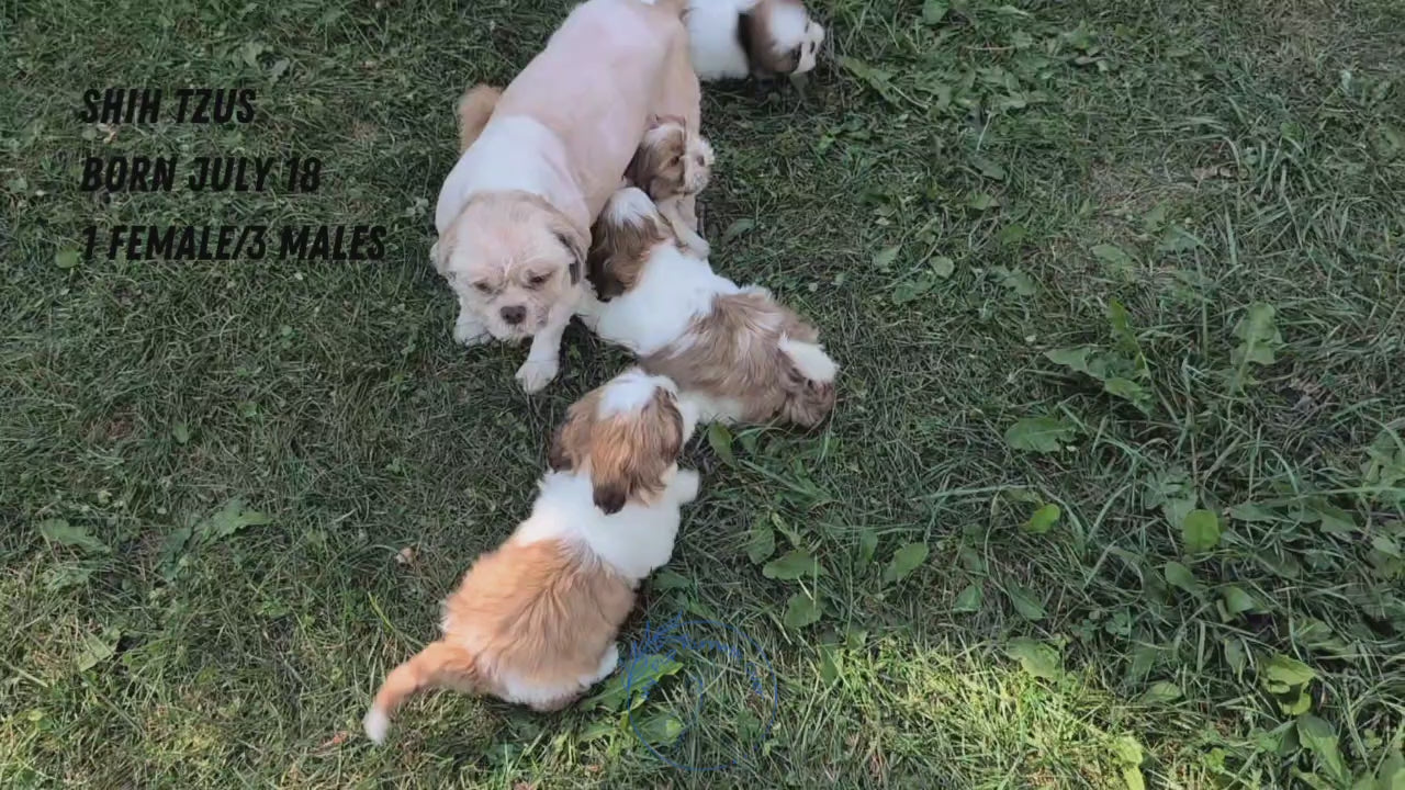 Load video: 