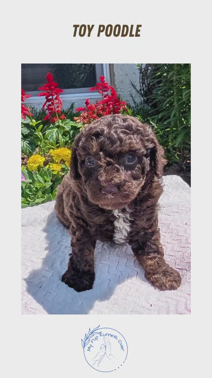 TOY POODLE (06/30) MALE