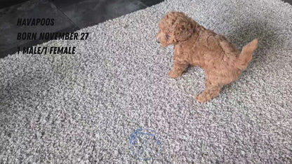 HAVAPOO (NOV 27) MALE