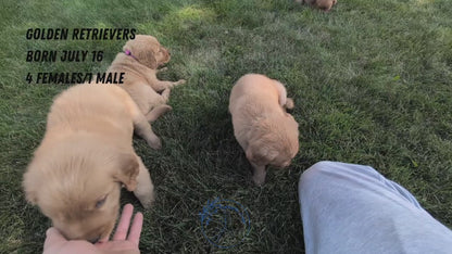 GOLDEN RETRIEVER (07/16) FEMALE