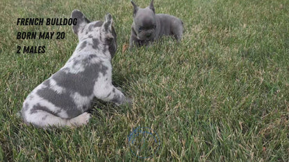 FRENCH BULLDOG (05/20) MALE