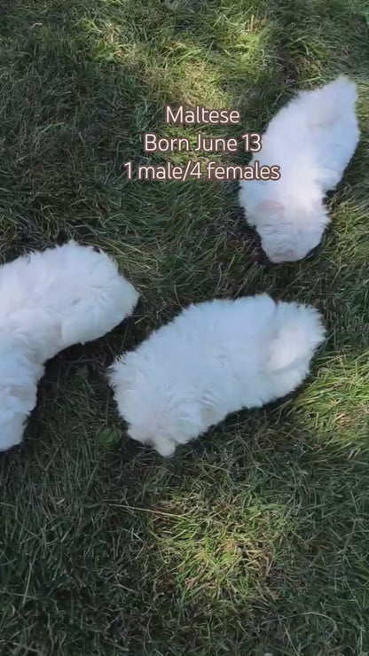 MALTESE (JUN 13) MALE
