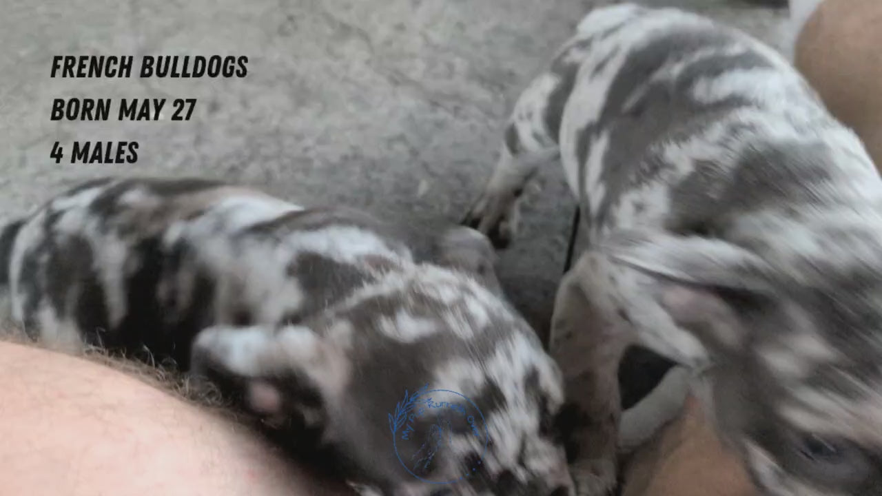 Load video: 