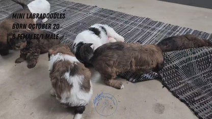 MINI LABRADOODLE (OCT 20) FEMALES