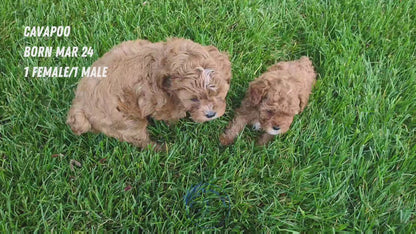 CAVAPOO (03/24) MALE