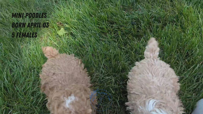 MINI POODLE (APR 03) FEMALES