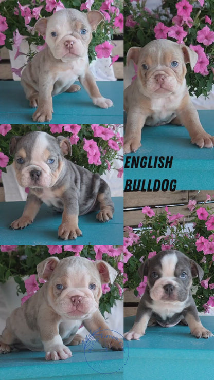 ENGLISH BULLDOG (06/30) MALE