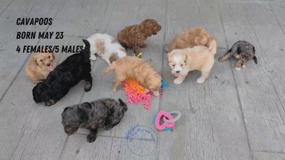 CAVAPOO (MAY 23) MALES
