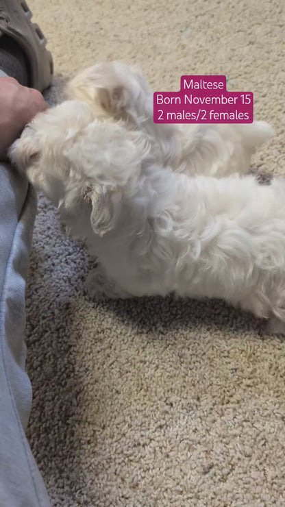 MALTESE (NOV 15) MALES