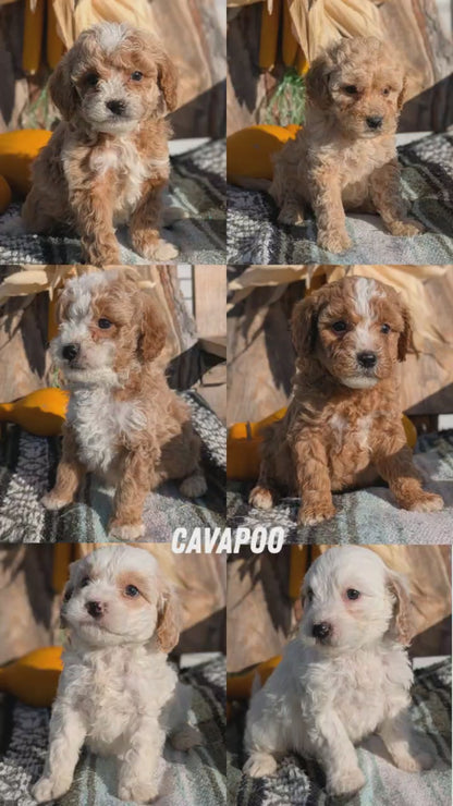 CAVAPOO (OCT 02) FEMALE