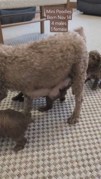 MINI POODLE (NOV 14) MALES