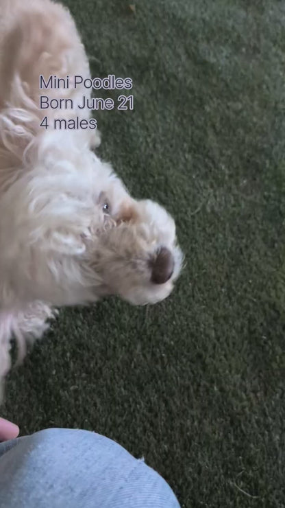 MINI POODLE (JUN 21) 4 MALES