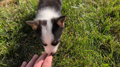 CORGI (AUG 17) 1 FEMALE