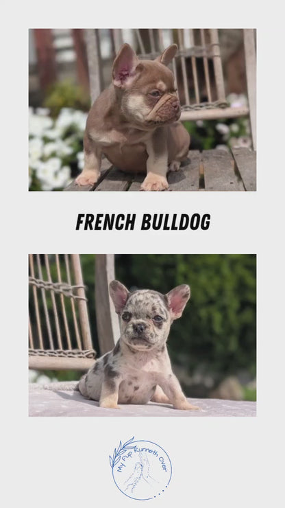 FRENCH BULLDOG (07/11) FEMALE