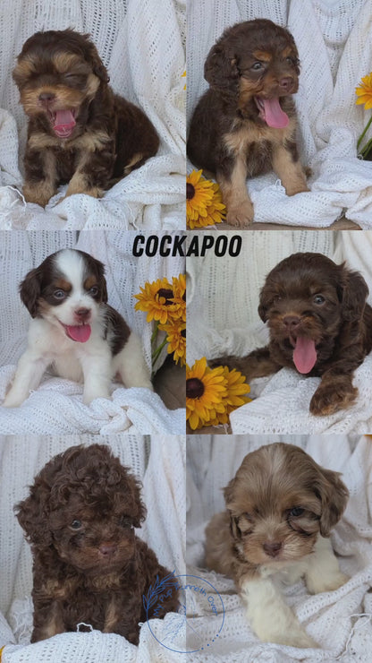COCKAPOO (06/02) FEMALE
