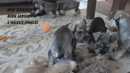 MINI SCHNAUZER (JAN 14) FEMALES