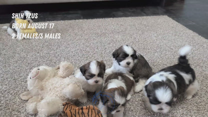 SHIH TZU (AUG 17) 2 FEMALES/3 MALES