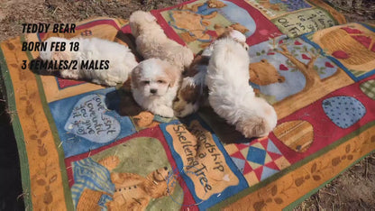 TEDDY BEAR (02/18) MALE