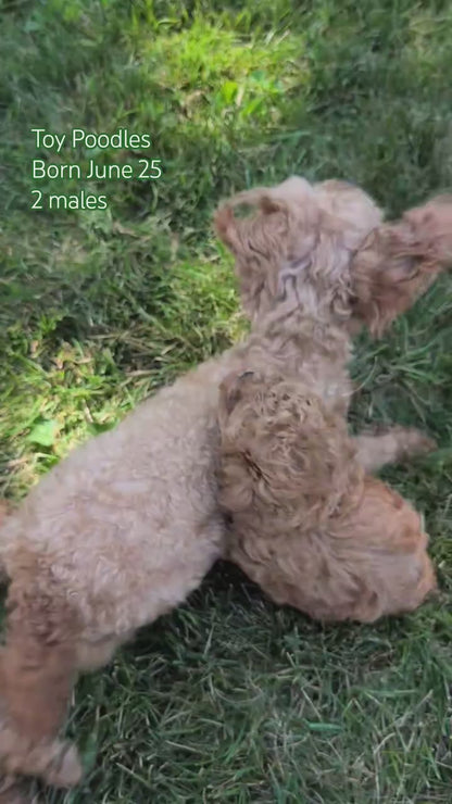 TOY POODLE (JUN 25) MALES