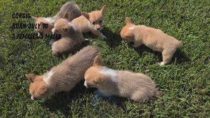 CORGI (07/10) FEMALE