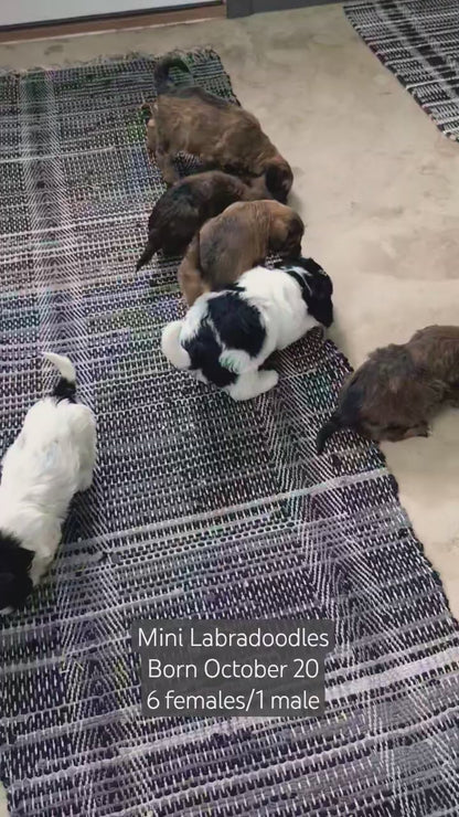 MINI LABRADOODLE (OCT 20) FEMALES