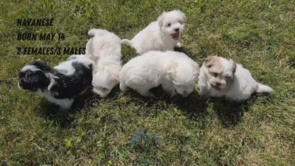HAVANESE (MAY 14) FEMALES
