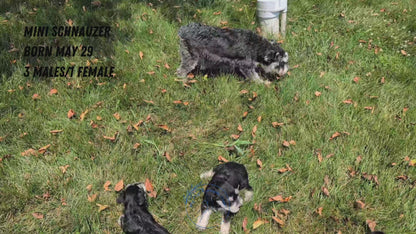 MINI SCHNAUZER (05/29) MALE